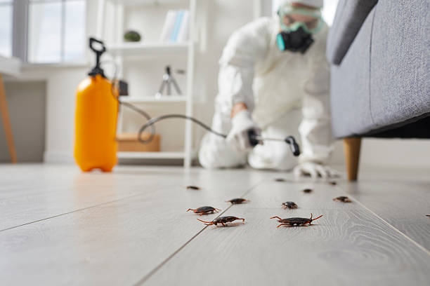 Commercial Kitchen Cockroach Control in Old Mystic